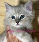 E3 Blue Mitted Mink Lynx Boy