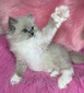 F4 Blue Mitted Mink Girl