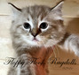 Seal Mitted Lynx Mink Girl