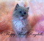 Pigeon’s Blue Sepia Mitted Girl - SOLD