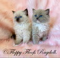 Seal Traditional Blue Mitted SOLD