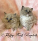 Mink Boys - Blue and Blue Mitted SOLD