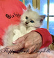 Poppy’s Lilac Mitted Lynx Boy - SOLD