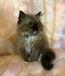 R - 2 Seal Mitted Mink - SOLD