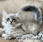 B-1 Blue Sepia Mitted Lynx Boy - SOLD To Denise