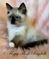 Seal Mitted Traditional Boy -SOLD to Ellie