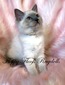 V-2 Blue Mitted Traditional Female - SOLD 