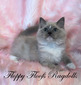 V-3 Blue Mitted Mink Male with Blaze - SOLD