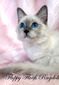 Blue Mitted Blue-Eyed Softest  Bunny Coat Traditional Female SOLD