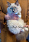 R-2 Big Fluffy Blue Mitted Mink Male -SOLD