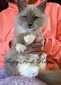 V-1 Blue Mitted Mink Male - SOLD