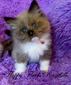 E-2 Seal Mitted Mink Male - SOLD to Stephanie