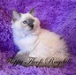 B-1 Sapphire Blue Eyes Extra-Floofy Coat Traditional Male - SOLD