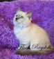 B-2 V Gorgeous Sapphire Blue Eyes Blue Mitted Traditional Female SOLD to Ahnna