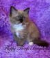 O-1 Seal Mitted Mink Female -SOLD to Cali